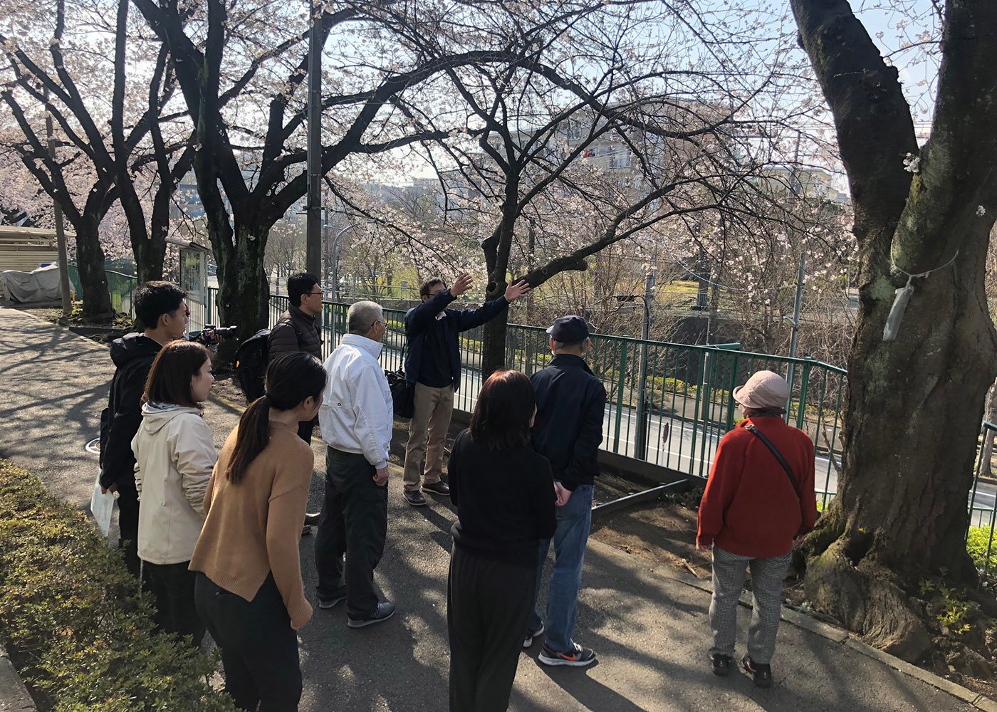 すすき野団地の樹木診断を行いました。建物と共に樹木も４５歳。健康診断が必要ですね。