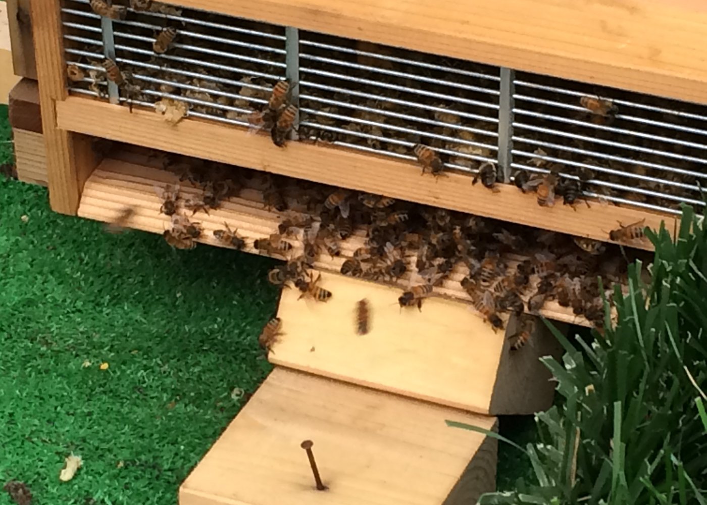 ミツバチたちの住まい　まだ周りを警戒しています。