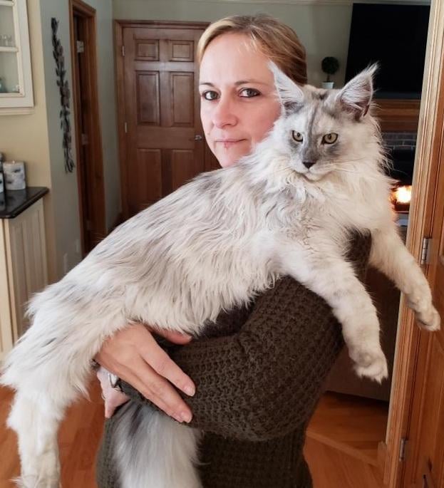 black smoke maine coon