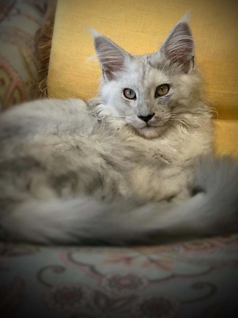 maine coon kittens for sale near me