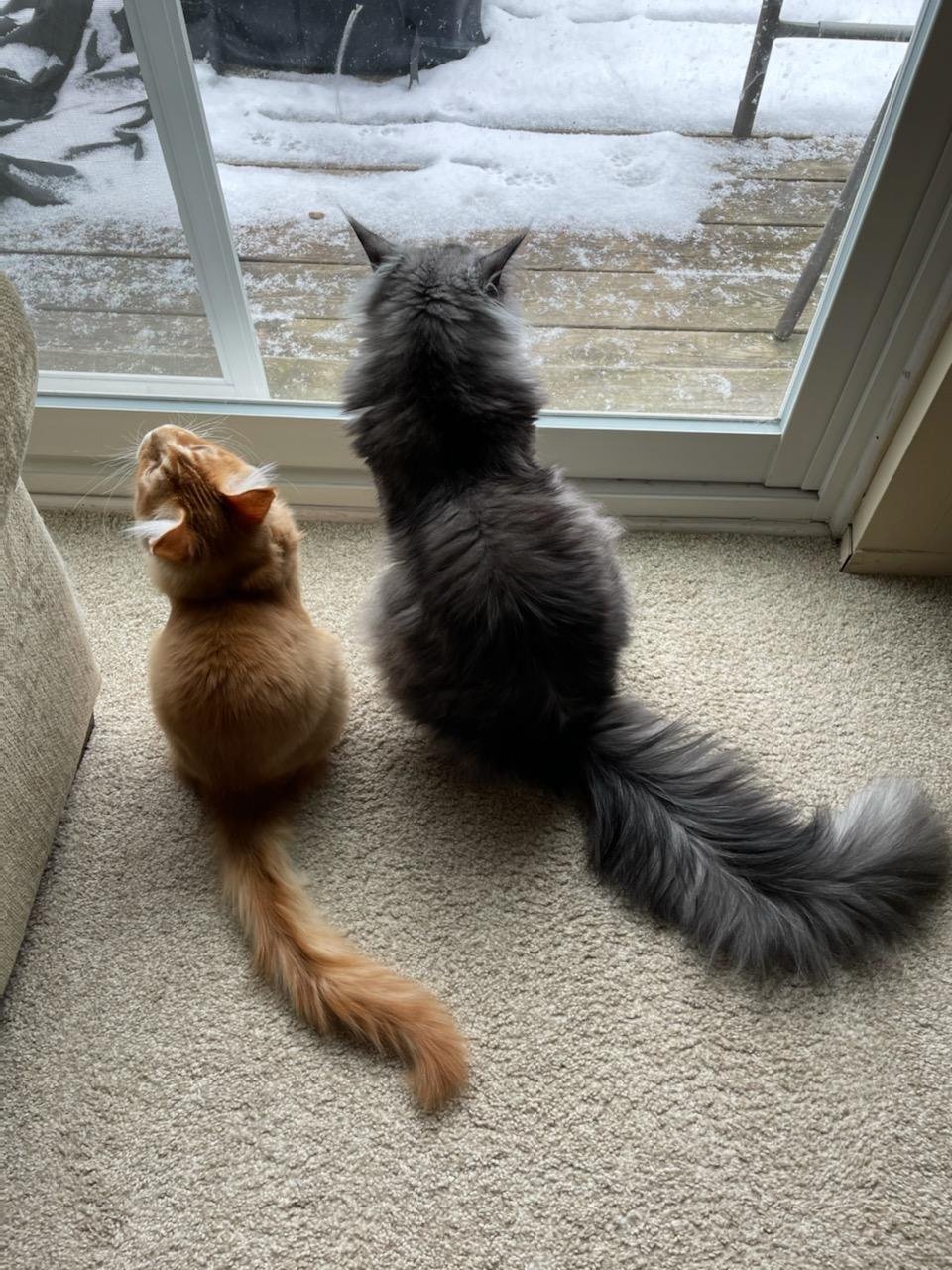 maine coon cat breeders