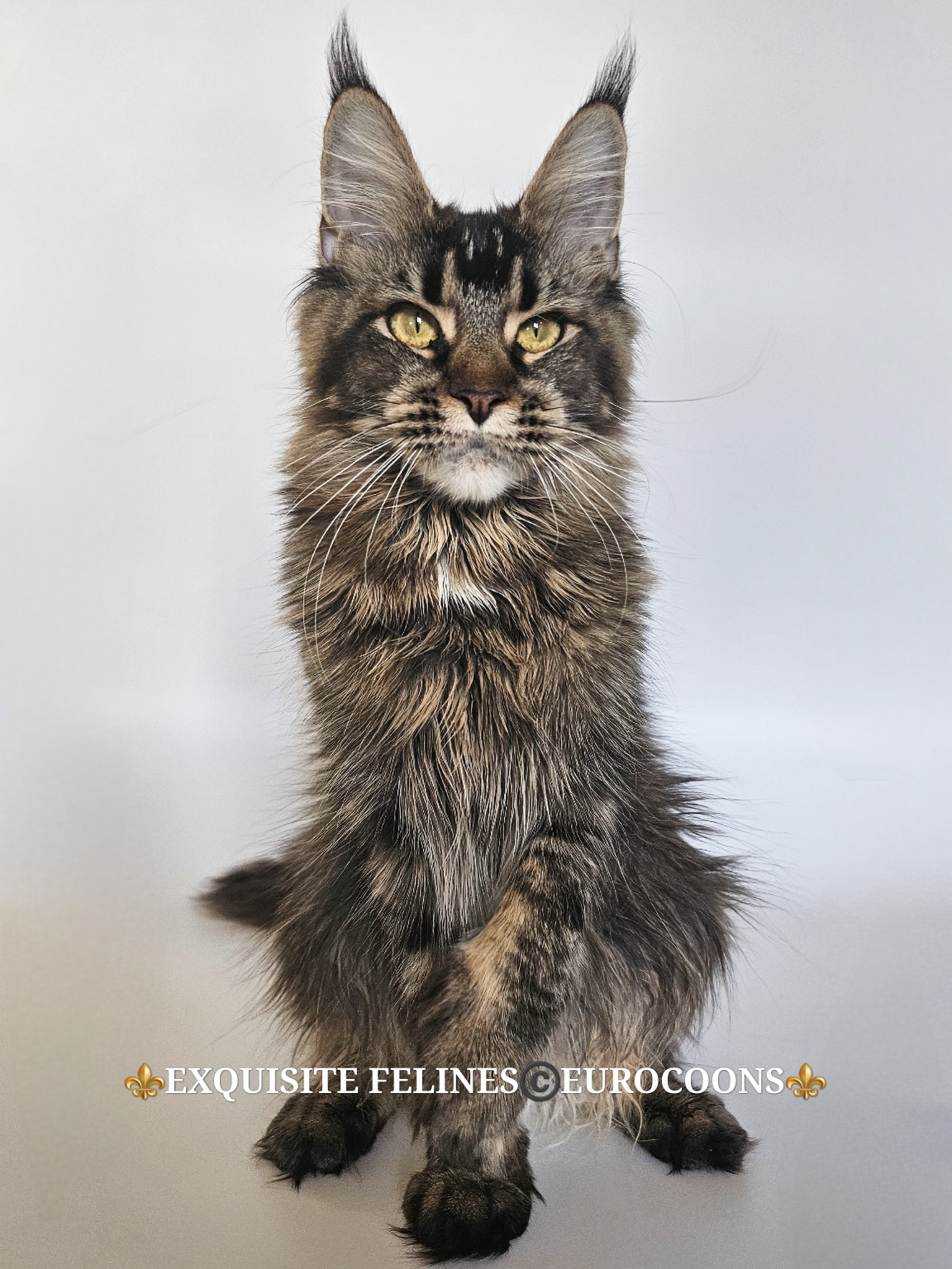 maine coon kitten for sale