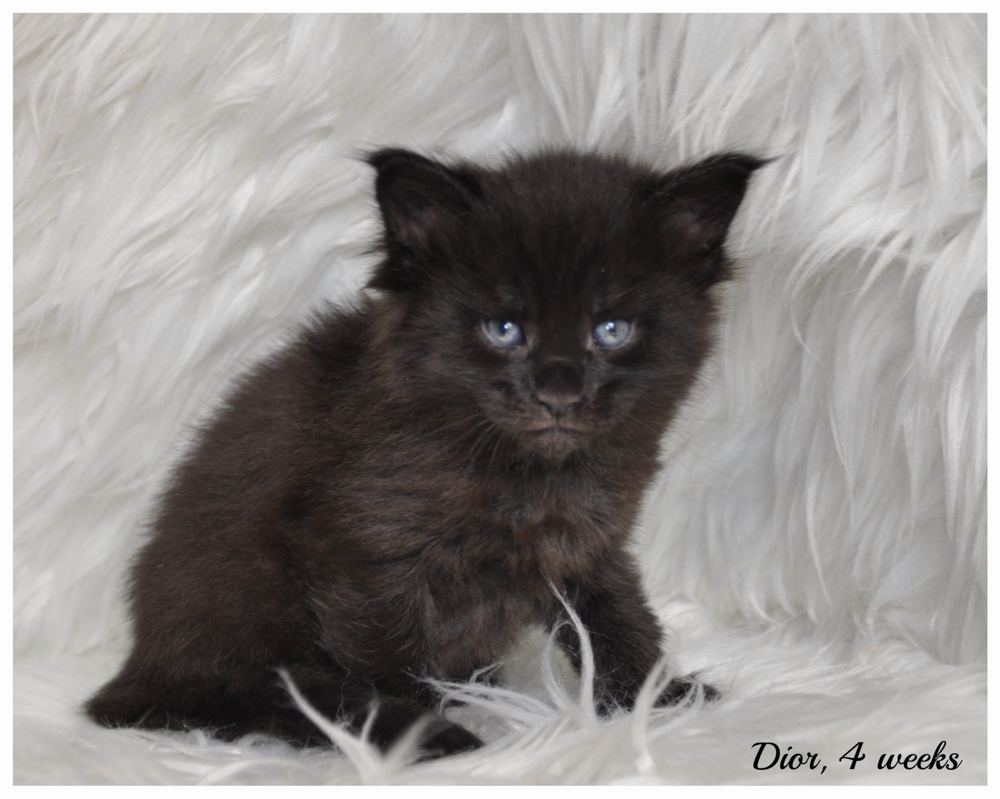 maine coon kitten for sale missouri