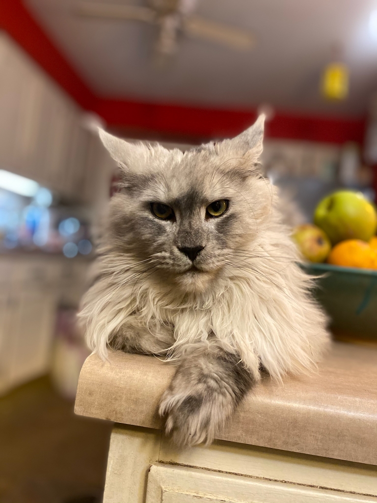 giant maine coon kittens for sale