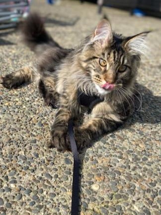 russian maine coon kittens for sale