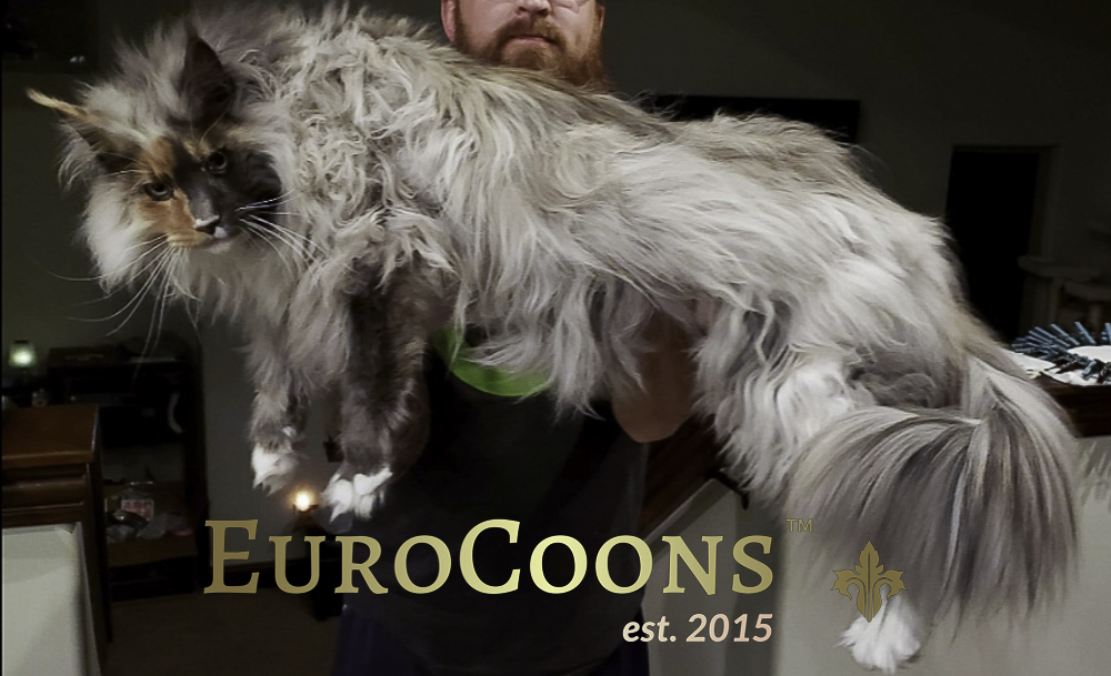 pictures of Maine Coon cats usa