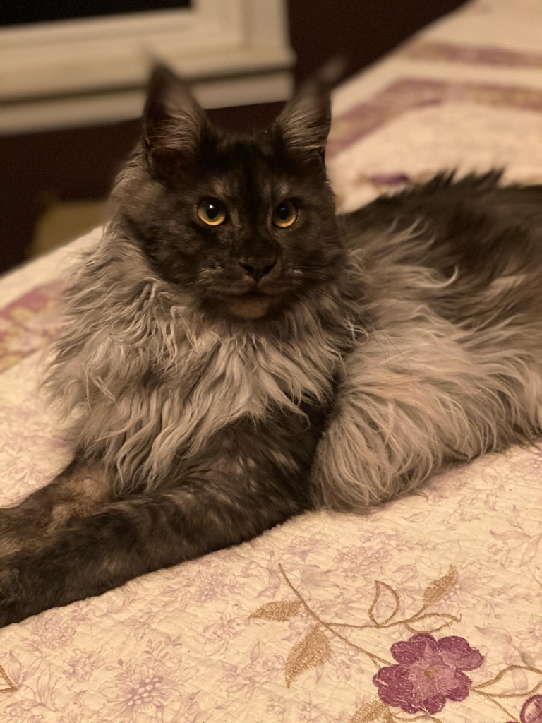 black smoke maine coon cat