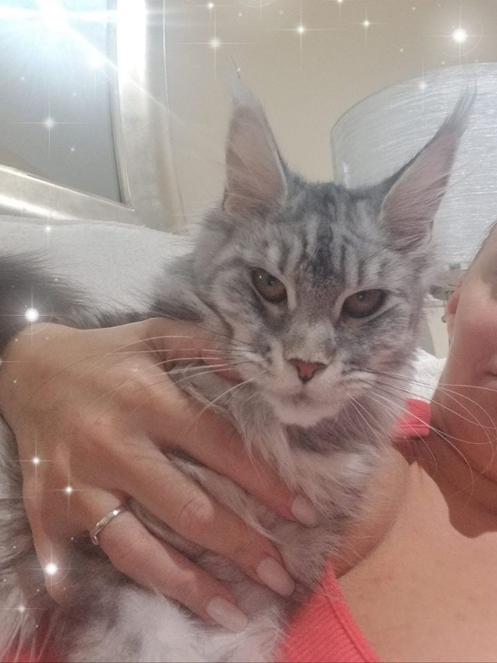 maine coon cat kittens for sale