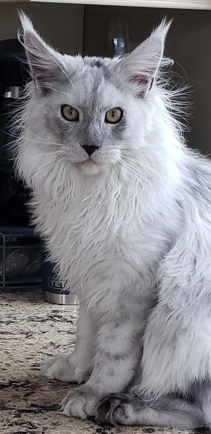 silver maine coon