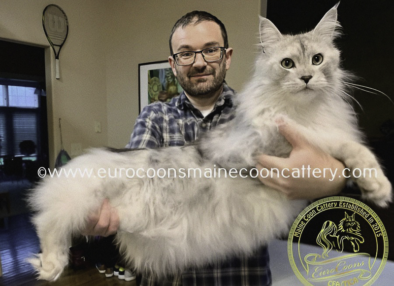 maine coon kittens for sale maine coon cats for sale maine coon eurocoons in usa