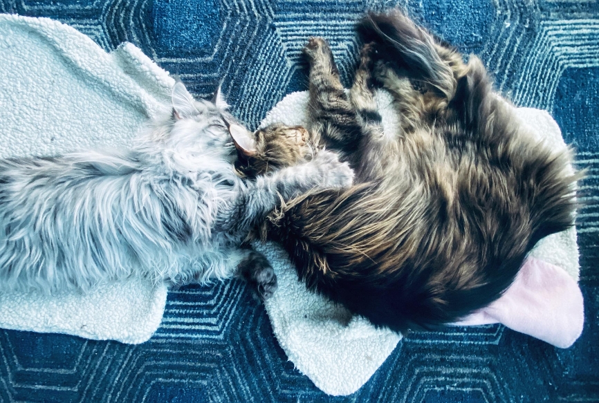 maine coon cat breeders