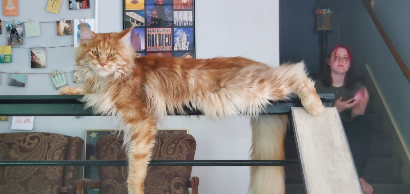 maine coon cats for sale