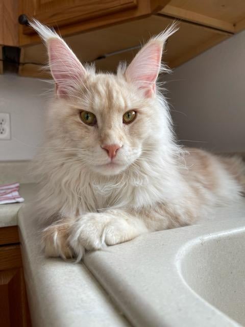 ginger maine coon