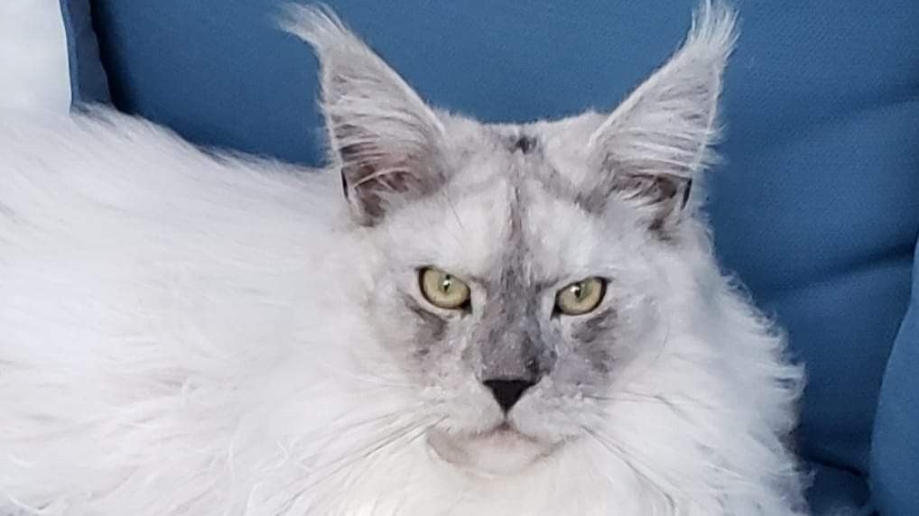 maine coon kittens for sale near me