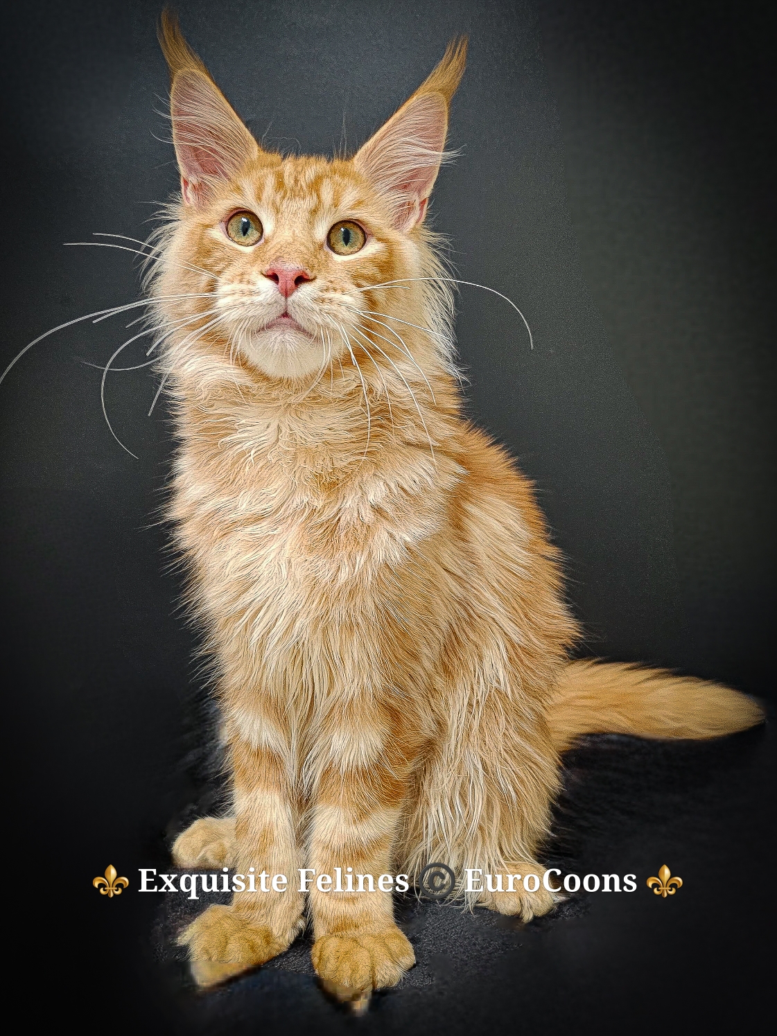orange maine coon