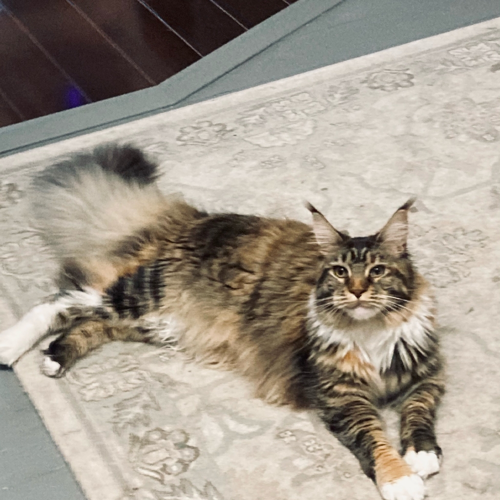 calico maine coon