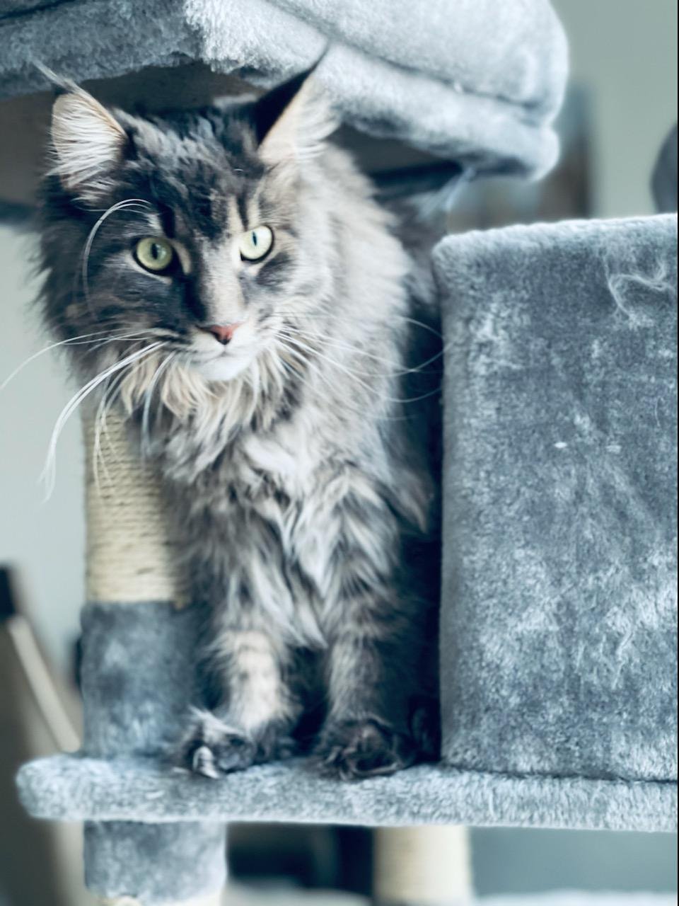 maine coon cat