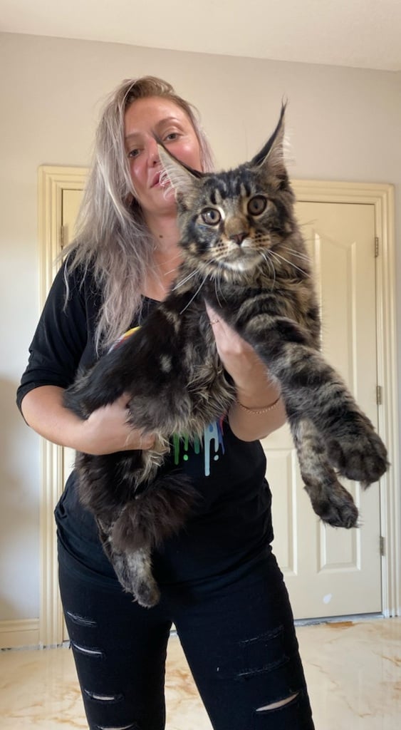 Maine coon breeders in usa