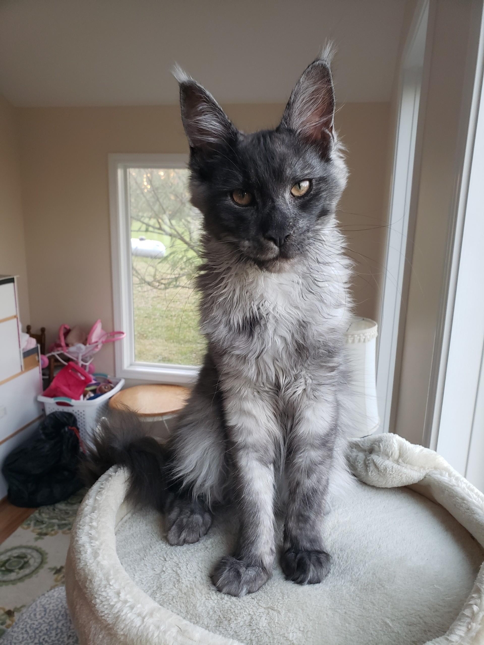 purchase maine coon cat