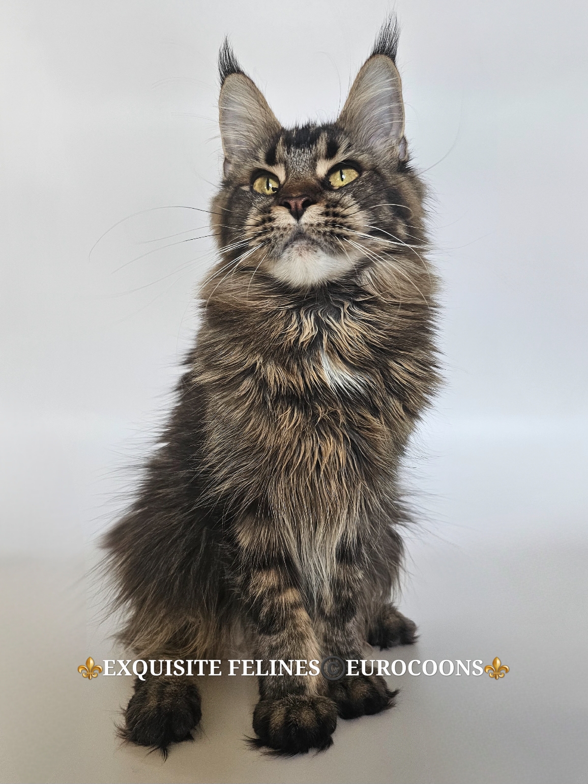 maine coon kitten for sale