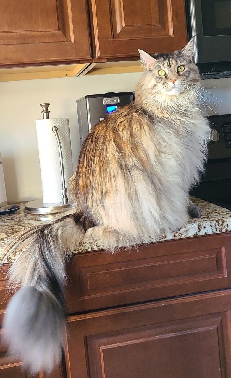 orange maine coon kitten
