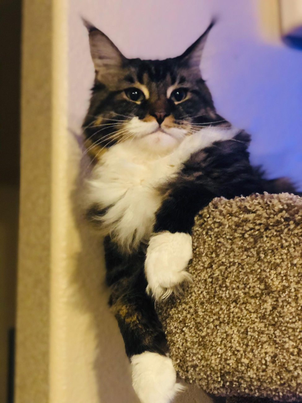 maine coon cats for sale near me
