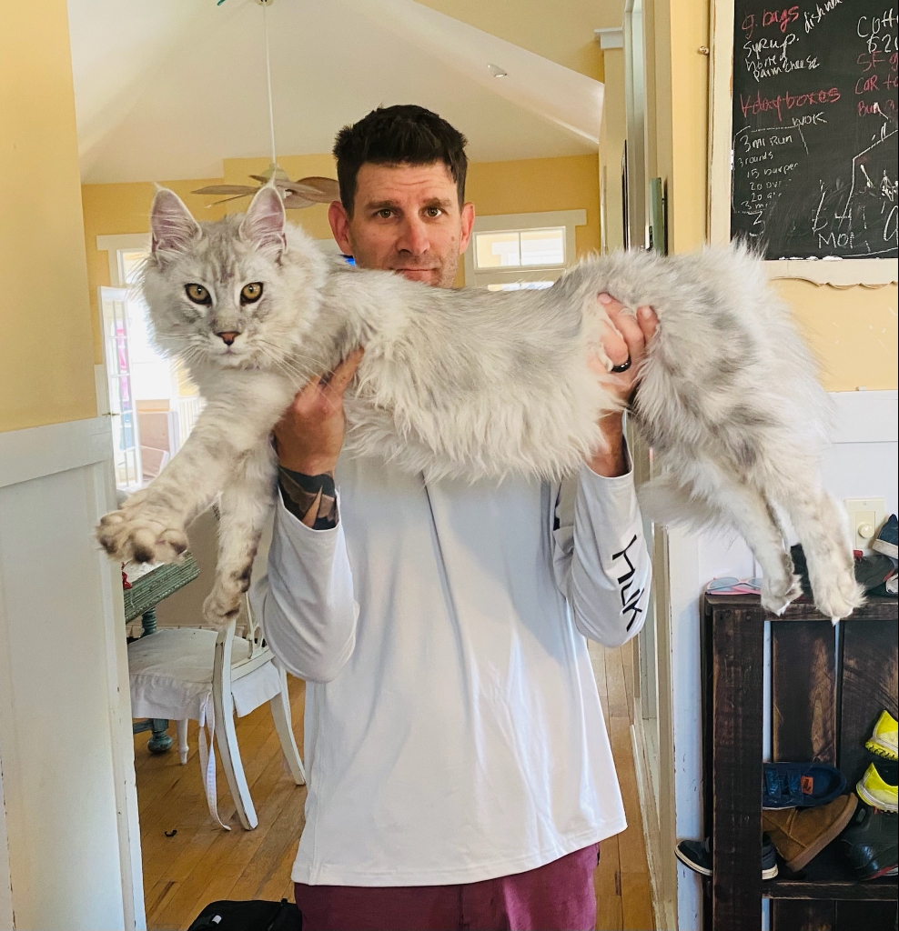 maine coon cat breed for sale