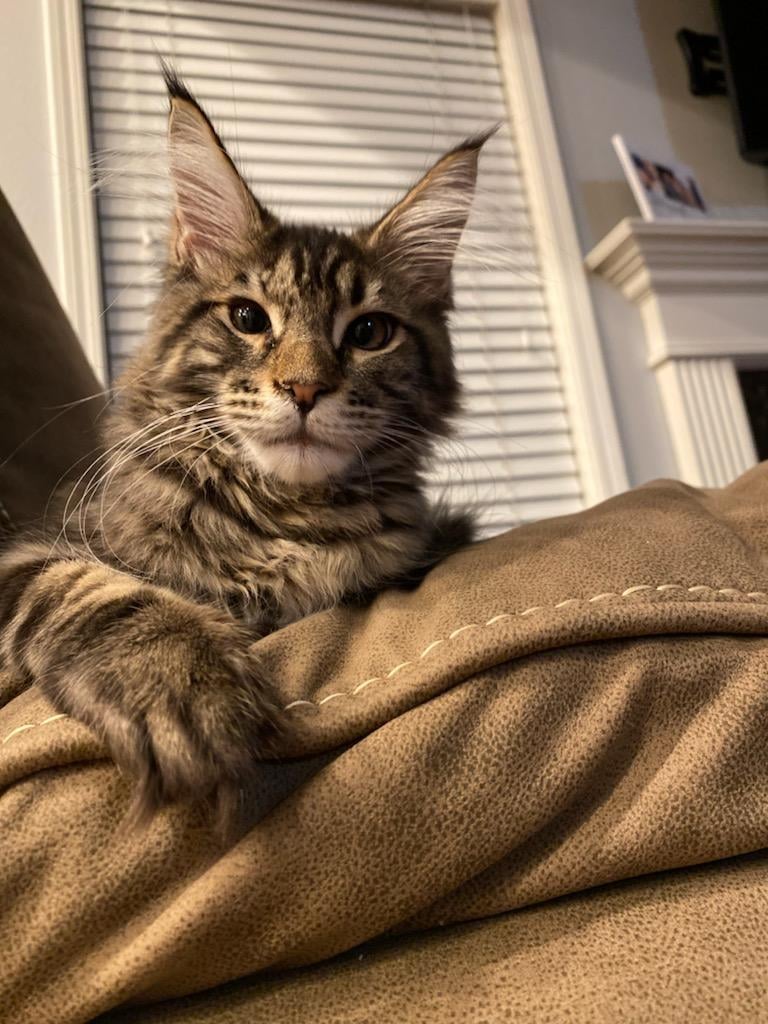 maine coon cats for sale