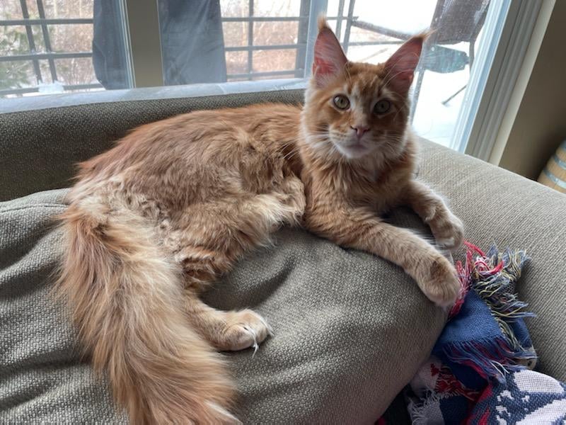 orange maine coon ct