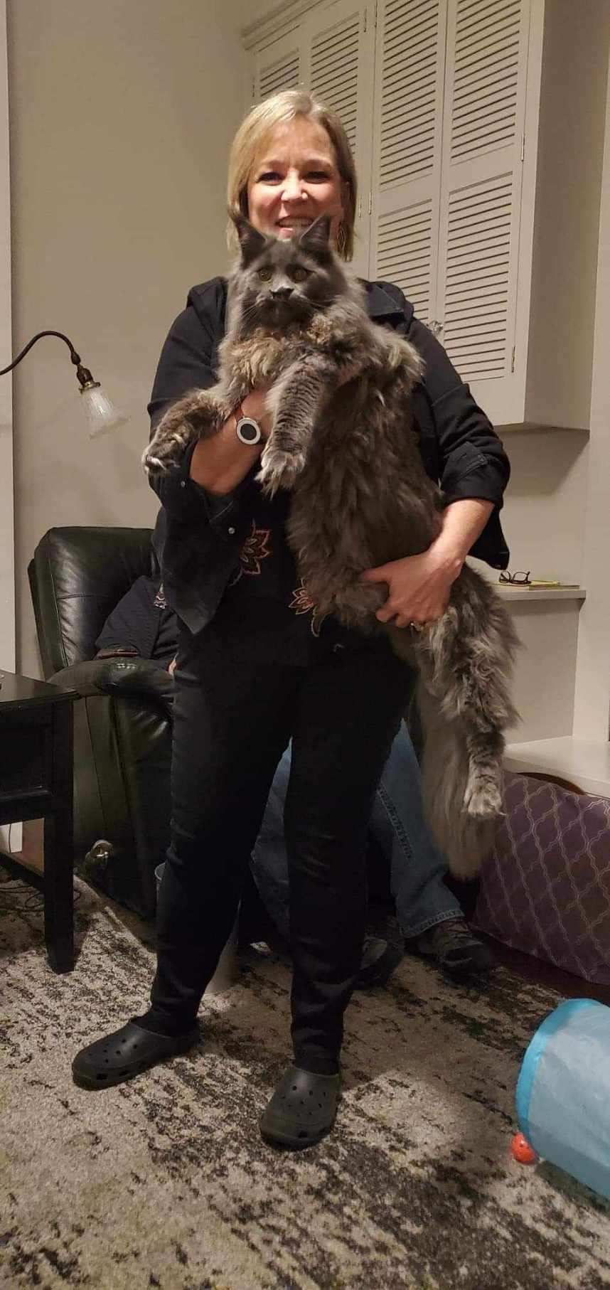giant maine coon