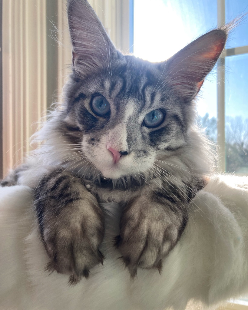 Blue eyed maine coon