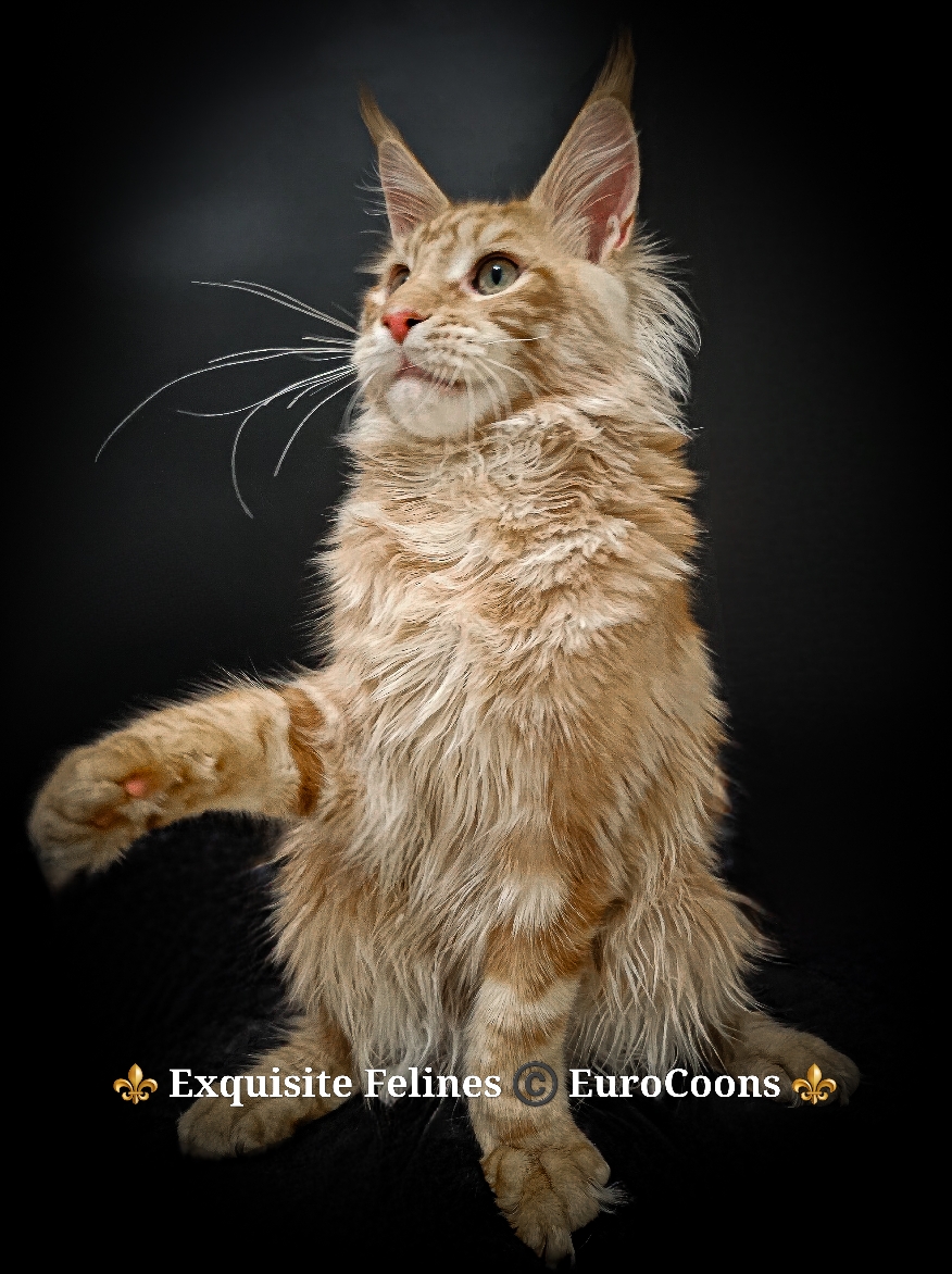 European maine coon kitten for sale