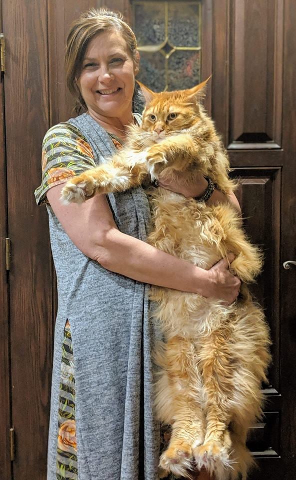 giant maine coon cat for sale