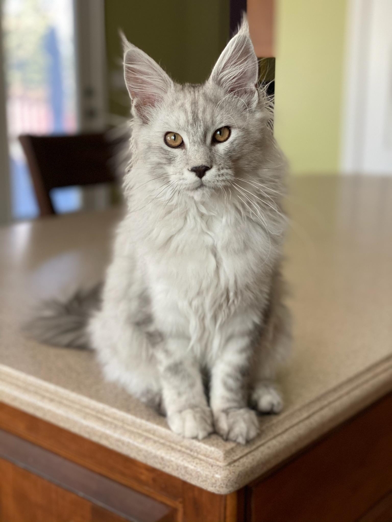maine coon cats for sale near me