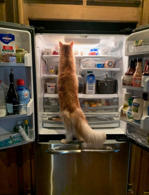 orange maine coon cat