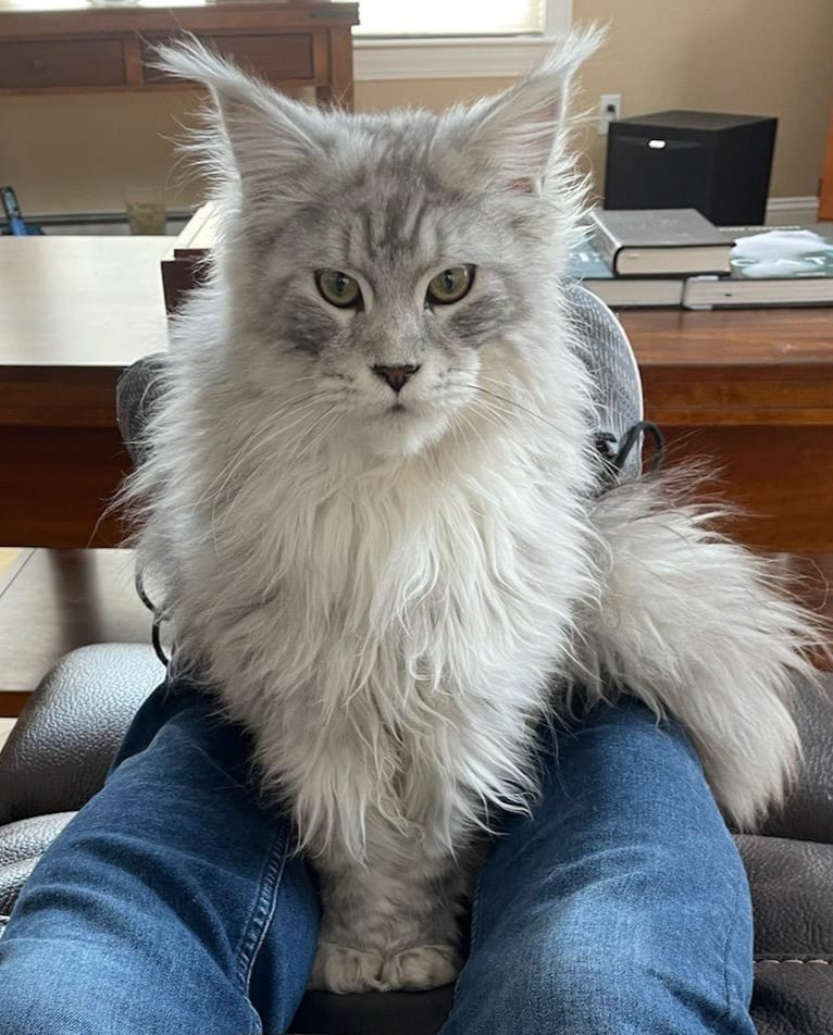 grey maine coon