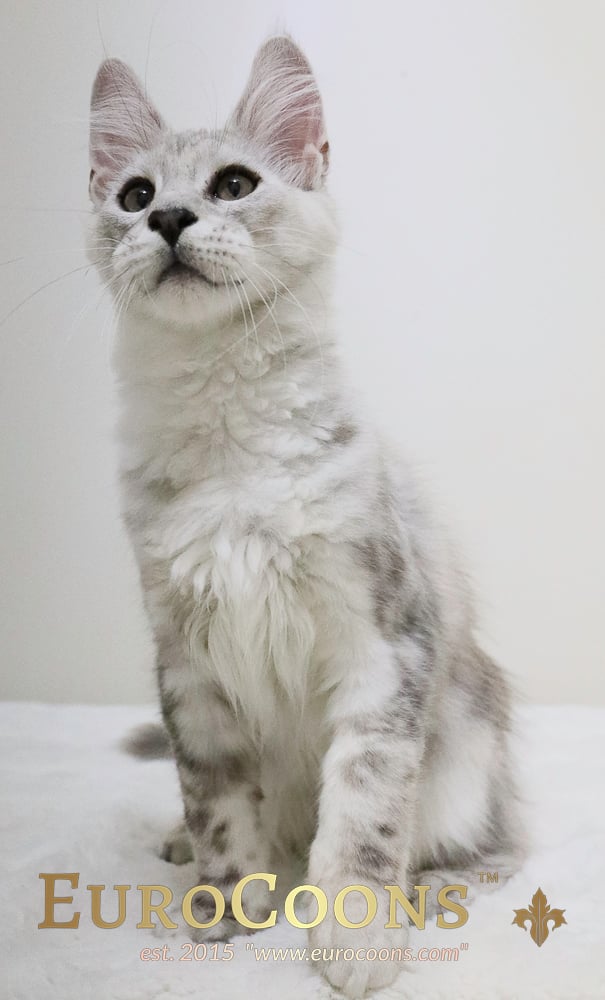 maine coon kittens for sale - maine coon cats for sale - european maine coon