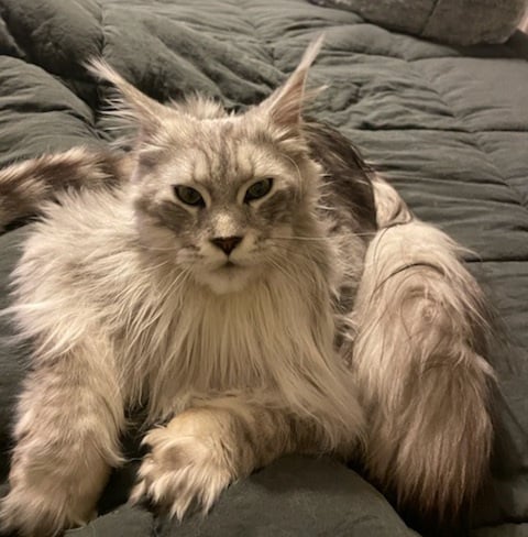maine coon kittens for sale florida