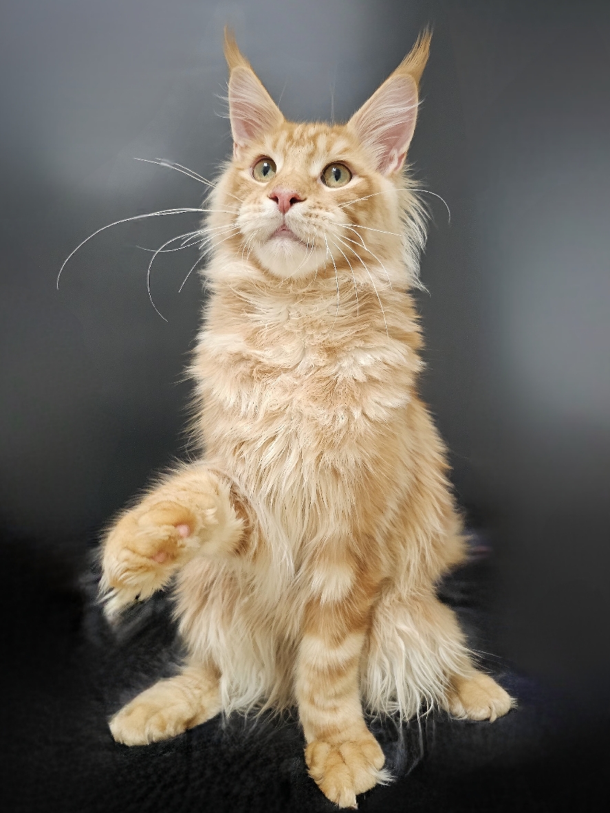 maine coon breeder usa
