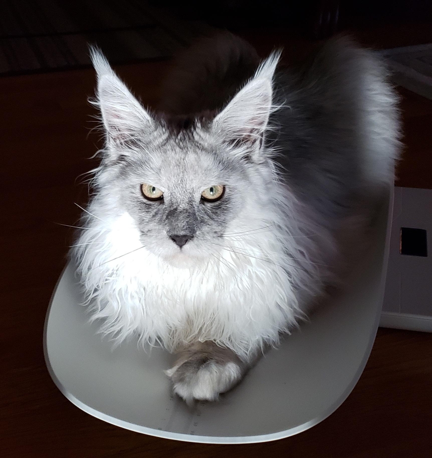 black smoke maine coon