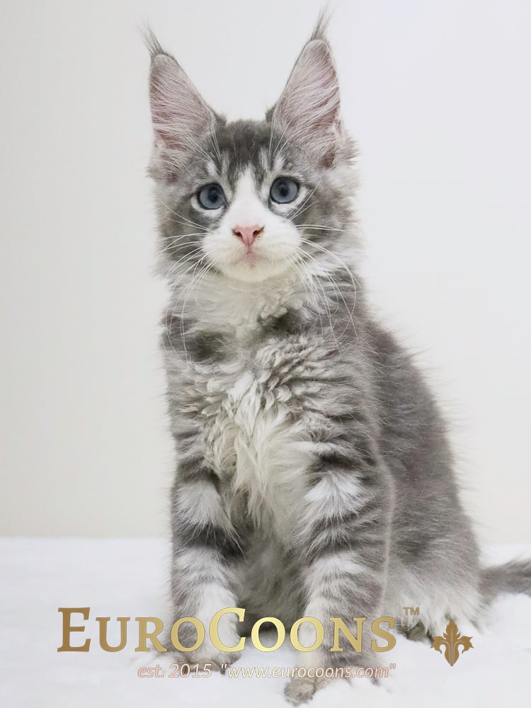 maine coon kittens for sale - maine coon cats for sale - european maine coon