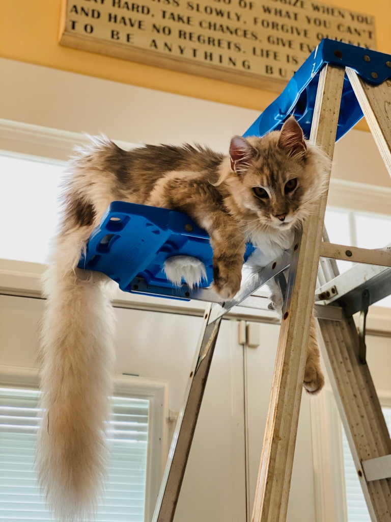 maine coon cat breeders