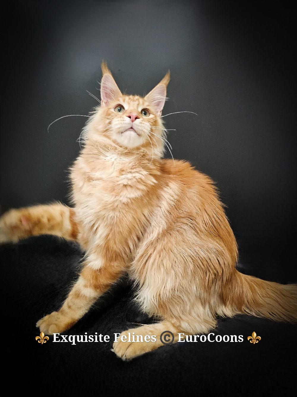 giant maine coon kitten for sale