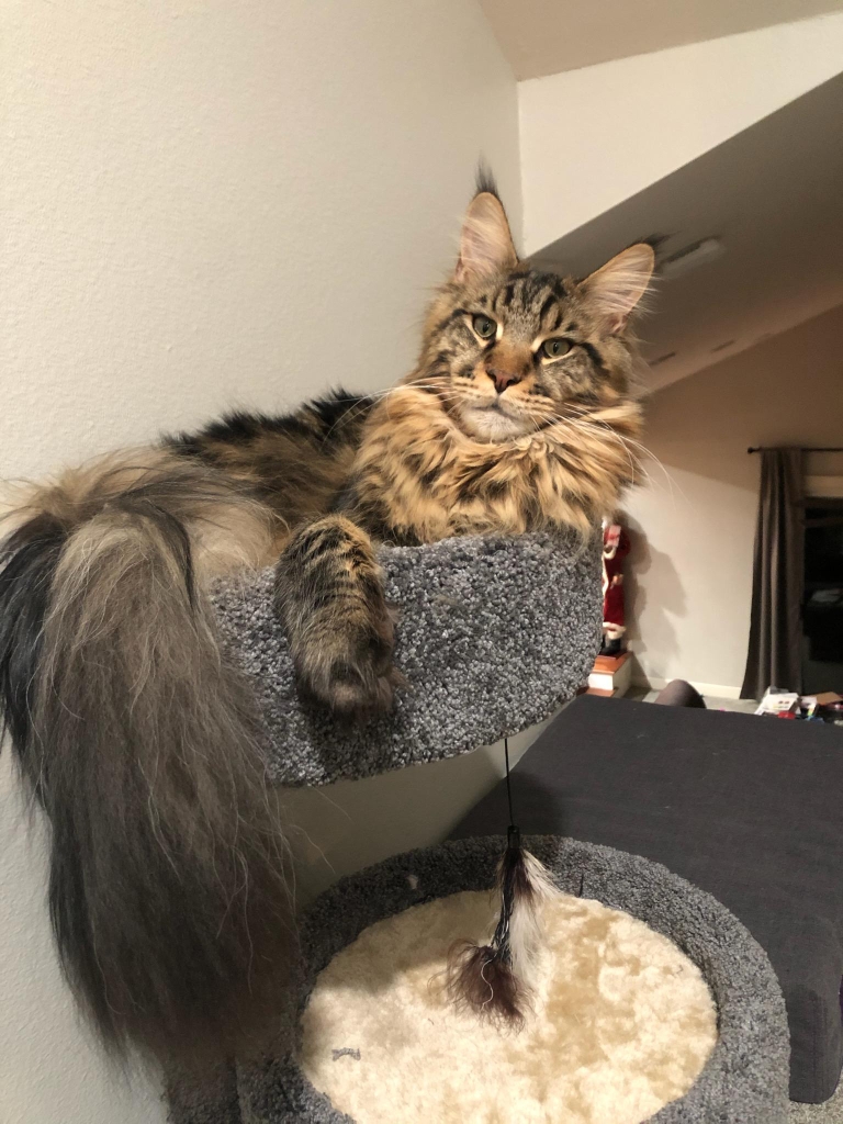 maine coon kittens illinois