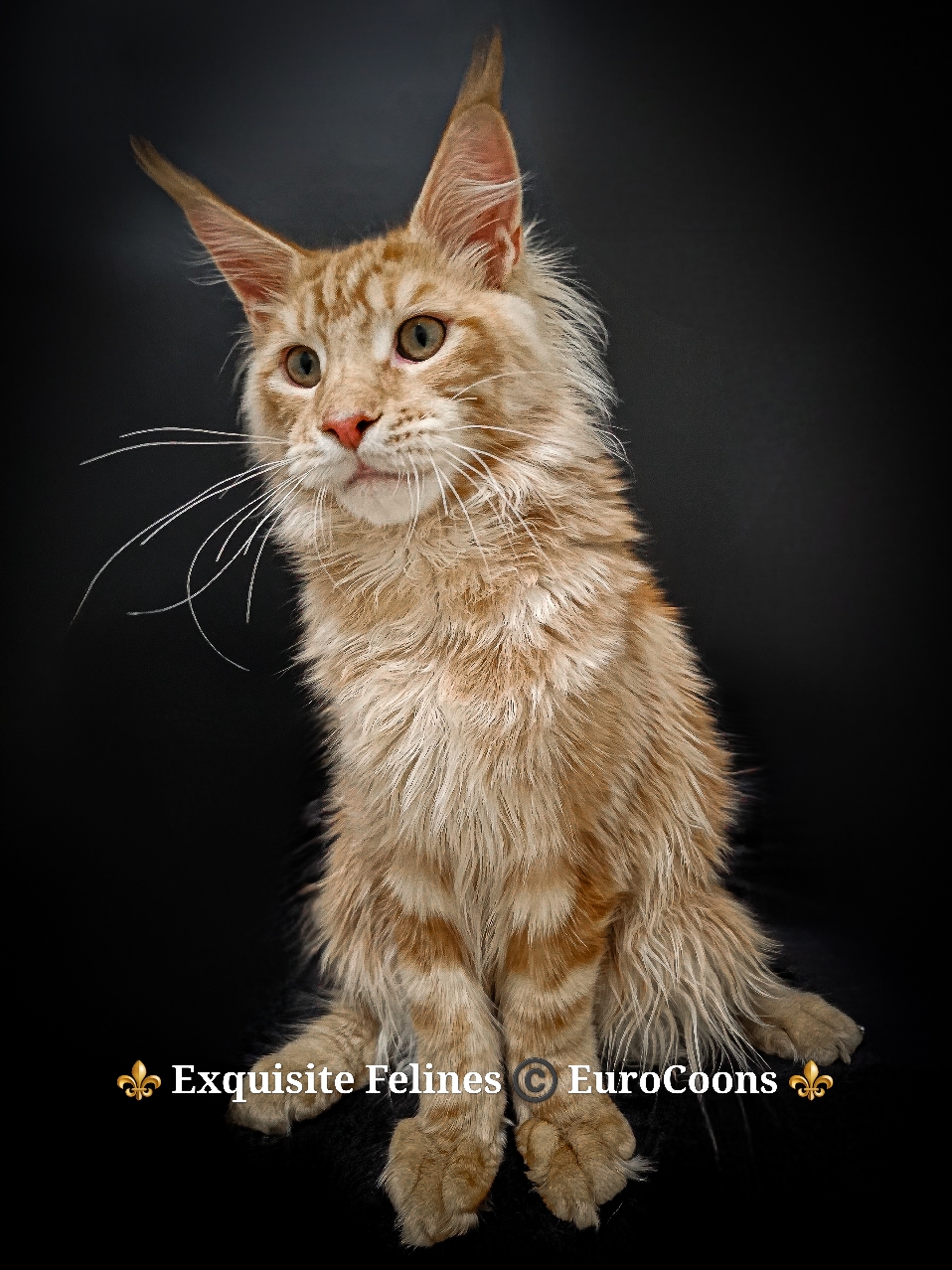 ginger maine coon kitten