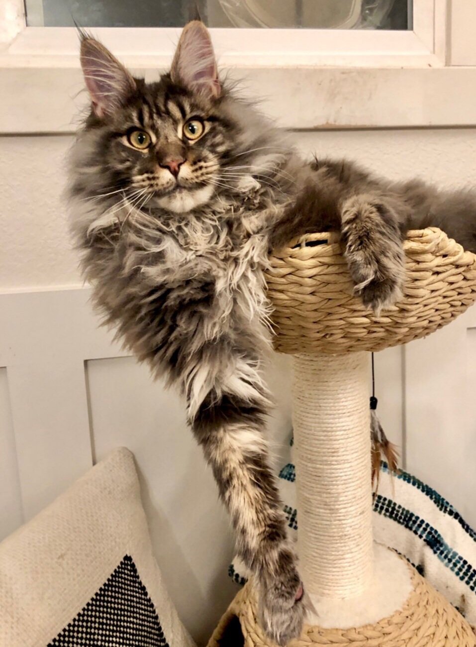 coon cat kittens for sale