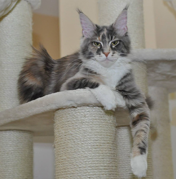 Maine Coon Cats For Sale - European Maine Coon