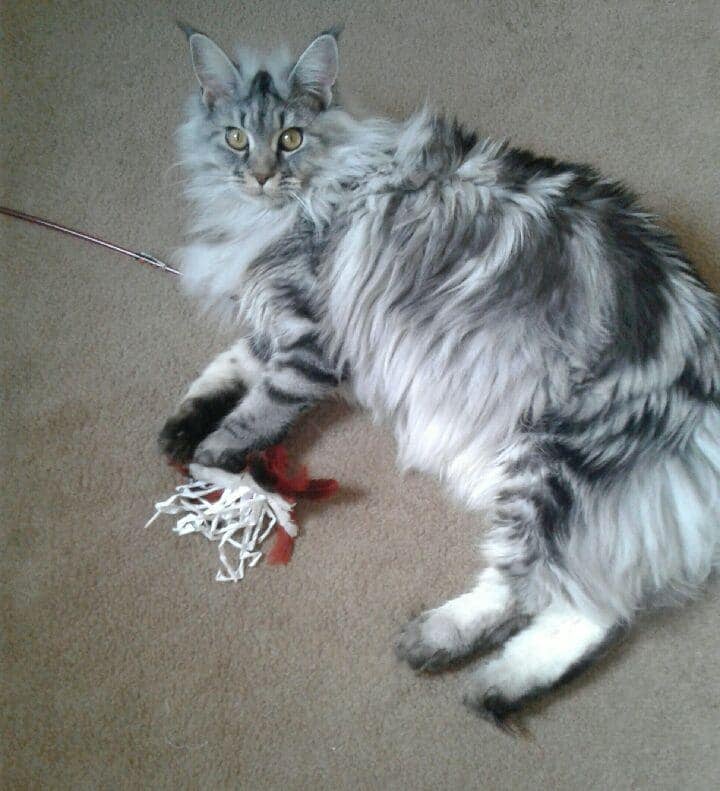 grey maine coon cat