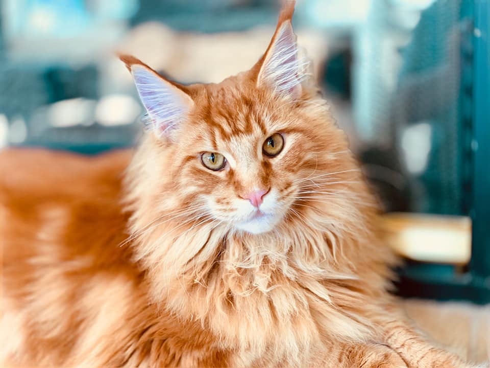 orange maine coon