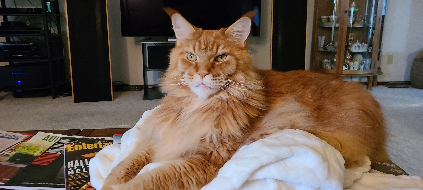 maine coon